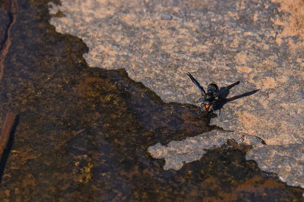 Apelsinsvans Potter Wasp Dricksvatten Synagris Analis Sydafrika — Stockfoto