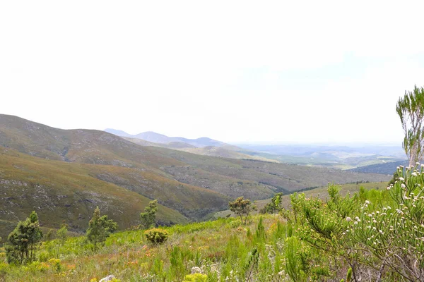 Güney Afrika 'daki Robinson Geçidi Vadisi' nin Doğal Fynbos Manzarası