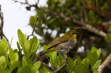 Beyaz Gözlü Kuş Dalına Tüneme (Zosterops virens capensis), Mossel Körfezi, Güney Afrika