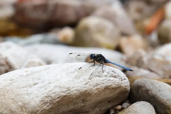Мыс Sky Dragonfly River Rock Orthetrum Julia Capicola Залив Фезель — стоковое фото