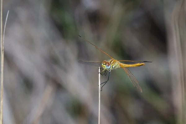 Epaulet Skimmer Dragonfly Perched Twig Orthetrum Chrysostigma Mossel Bay África — Fotografia de Stock