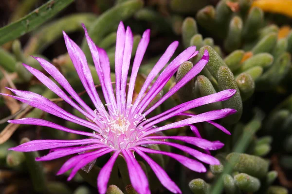 Radiant Rosea Ice Plant Flower Blossom Drosanthemum Floribundum Mossel Bay — Fotografia de Stock