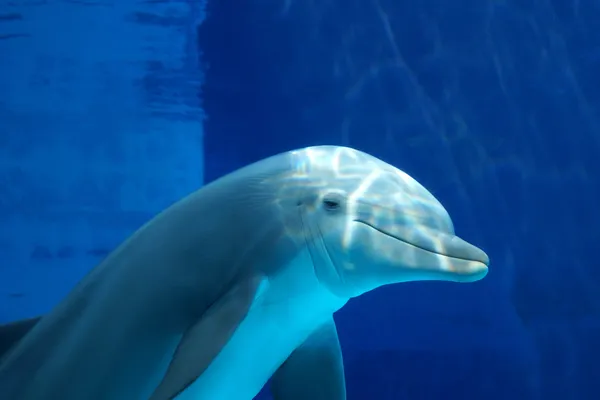 Neugieriger Delfin — Stockfoto