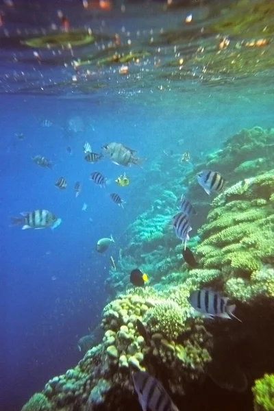 Rafa koralowa w morzu czerwonym — Zdjęcie stockowe