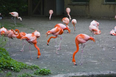 Flamingos at Prague Zoo clipart