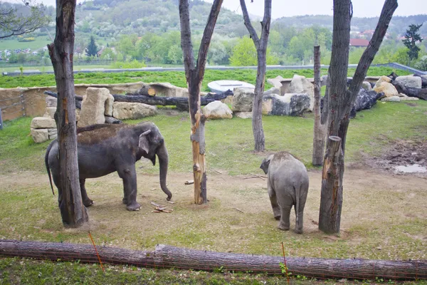 Ελέφαντες στο ζωολογικό κήπο Πράγα Royalty Free Φωτογραφίες Αρχείου
