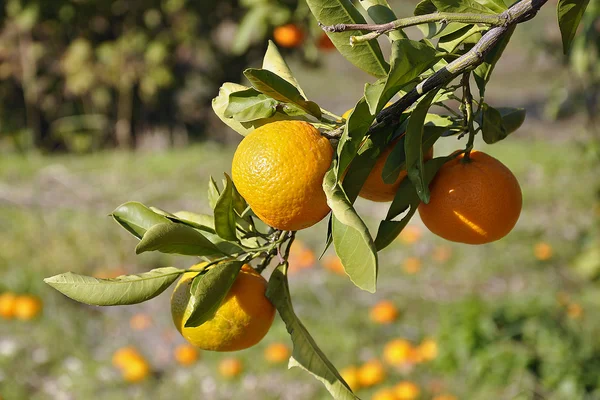 மெய்யியலாளர்கள் — ஸ்டாக் புகைப்படம்