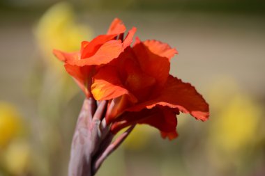 çiçek - cennet kuşu