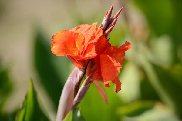 Flor - Ave del Paraíso — Foto de Stock