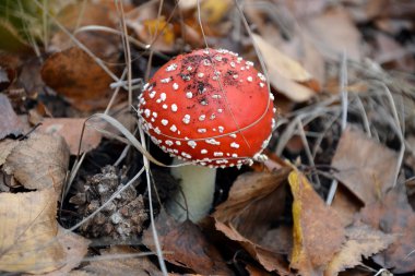 Ama güzel sinek agaric zehirli