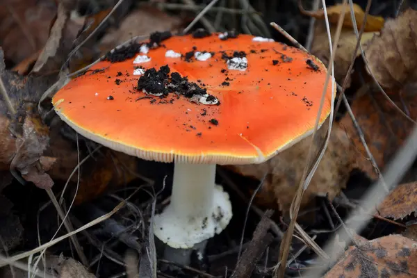 Mérgező, de gyönyörű Légyölő galóca — Stock Fotó