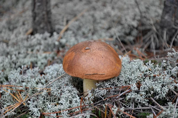 Cepe na floresta de pinheiro — Fotografia de Stock