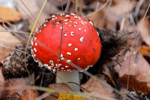 Mérgező, de gyönyörű Légyölő galóca — Stock Fotó