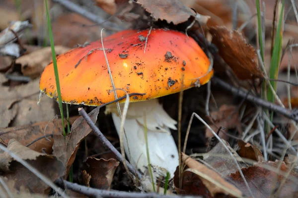 Giftige maar mooie fly agaric — Stockfoto