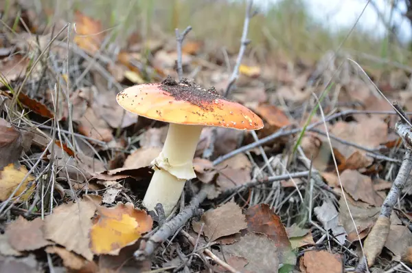 Mérgező, de gyönyörű Légyölő galóca — Stock Fotó