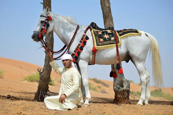 Beauty of the Arab horse — Stock Photo, Image