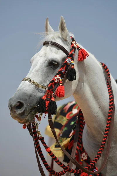 The beauty of the Arabian horse! — Stock Photo, Image