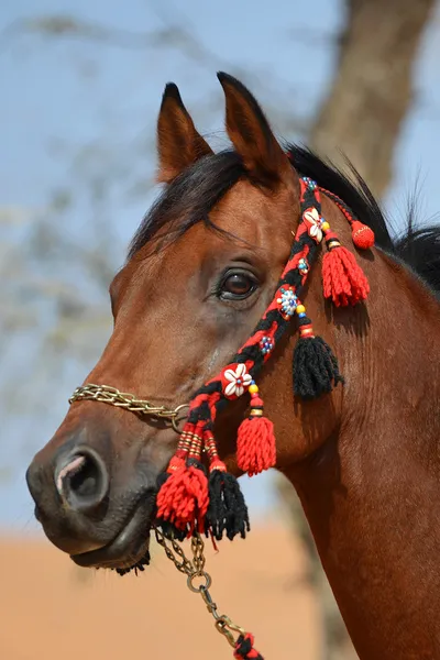 The beauty of the Arabian horse! — Stock Photo, Image