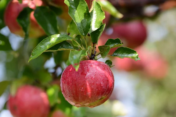 Mele all'inizio dell'autunno in giardino — Foto Stock