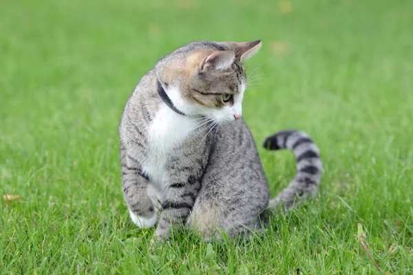 Çimlerin üzerindeki kedi