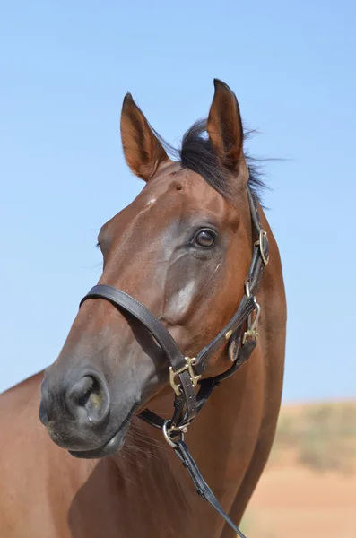 The beauty of the Arabian horse — Stock Photo, Image