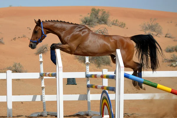Jumping Horse — Stock Photo, Image