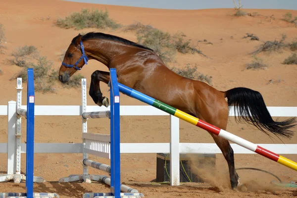 Jumping Horse — Stock Photo, Image