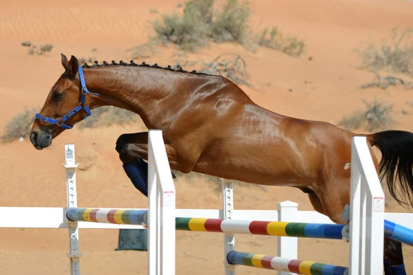 Cavalo saltador — Fotografia de Stock