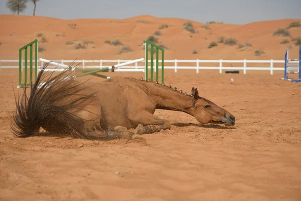 Koń toczy się w piasku — Zdjęcie stockowe