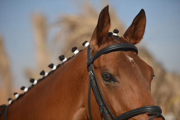 Skönheten i den arabiska hästen — Stockfoto
