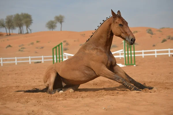 Pferd rollt in den Sand — Stockfoto