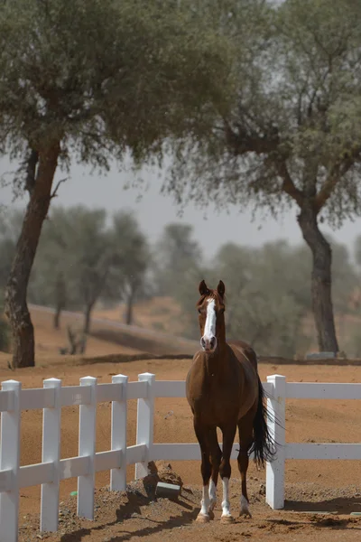 Арабський кінь в паддоках — стокове фото