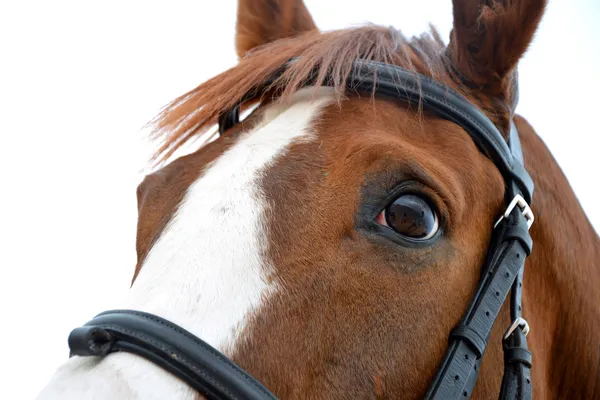 Sportovní kůň — Stock fotografie