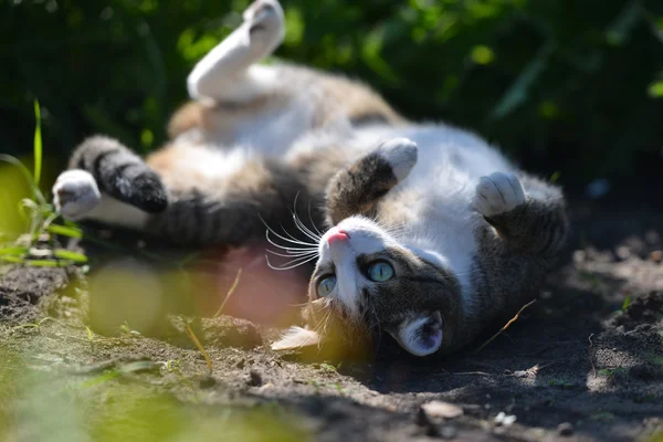 Gato na grama — Fotografia de Stock