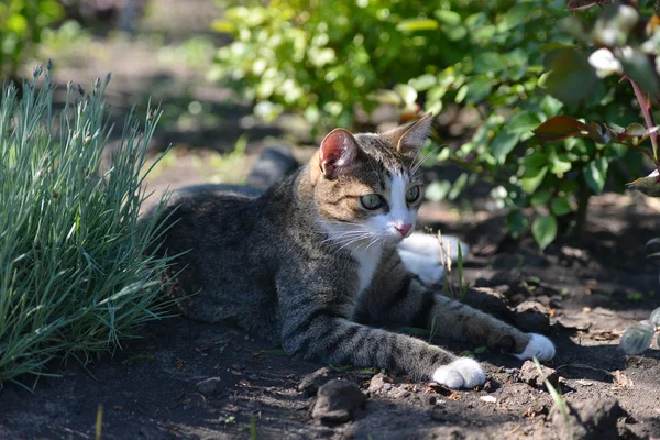 Gato na grama — Fotografia de Stock