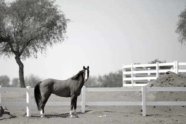 Cavallo arabo nel paddock Fotografia Stock