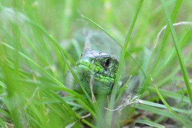 Çimlerde yeşil kertenkele