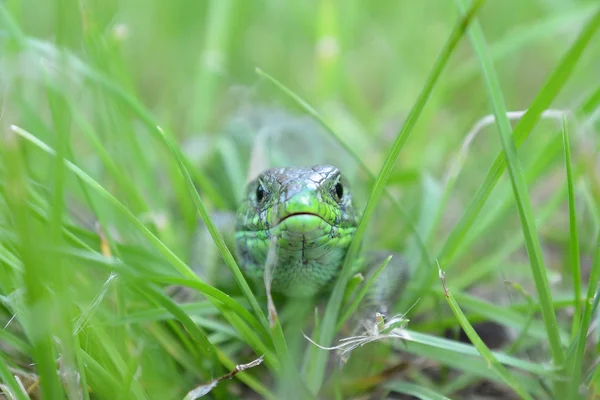 Зелена ящірка в траві — стокове фото