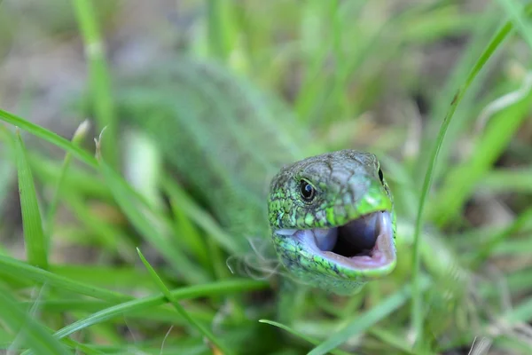 Green lizard in the grass — Stock Photo, Image