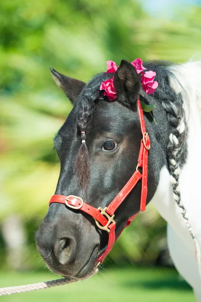 Small pony — Stock Photo, Image