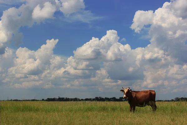 Kuh auf einer Weide — Stockfoto