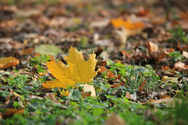 Sonbahar Yaprakları