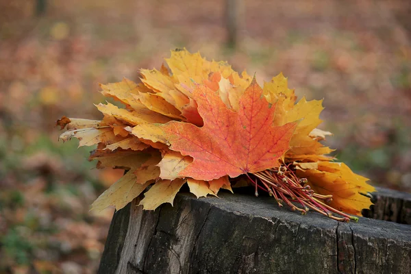 Sonbahar Yaprakları