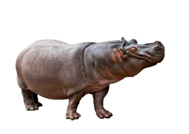 su aygırı amphibius
