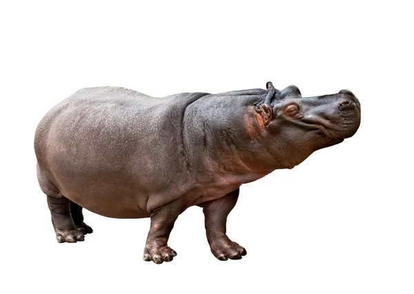 Hippopotamus amphibius — Stock Photo, Image