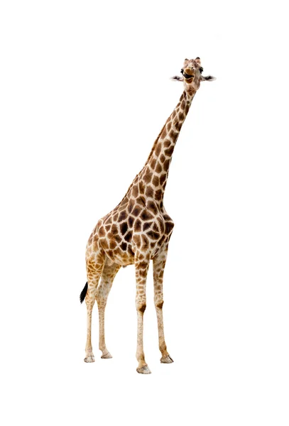 Żyrafa mężczyzna na białym tle — Zdjęcie stockowe