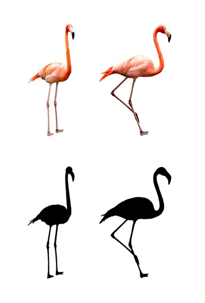 Zwei Flamingos — Stockfoto