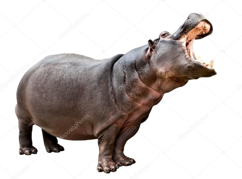 Hippopotamus opened the mouth