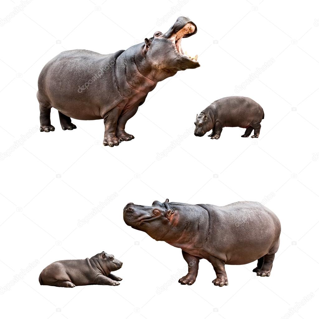 Family hippos with babes — Stock Photo © wastesoul #15338997