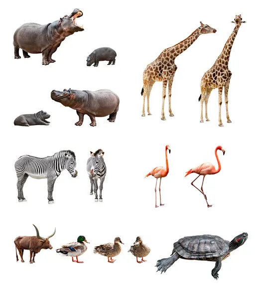 Zoo animals Stock Photo